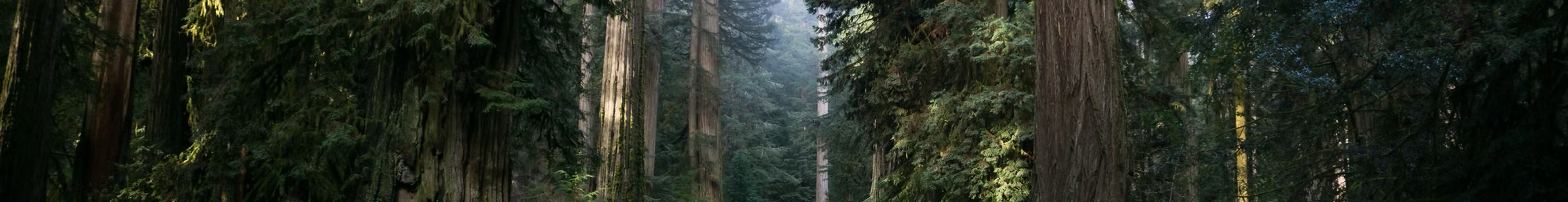 Redwood Rally Banner